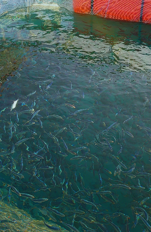 九州の天然ぶりはここから生まれる。伝統的な飼育方法で、強い・美味しい・育てやすい稚魚へと成長させます。